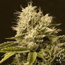 Sativa Strain